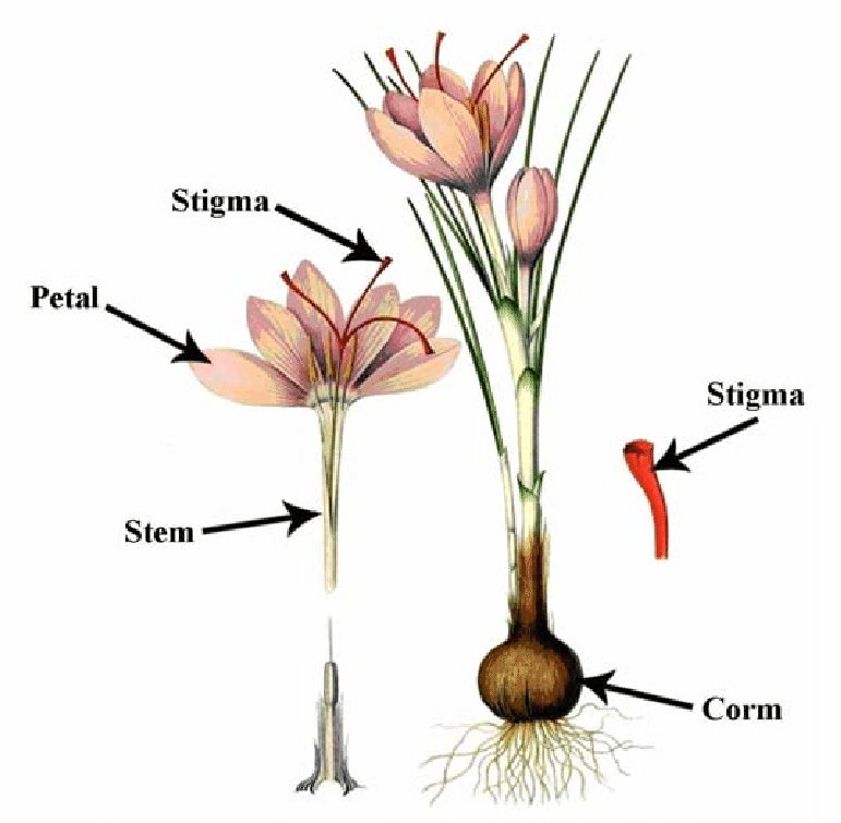 saffron-stigma